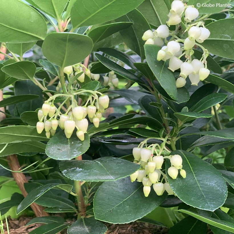 Arbutus unedo Peace and Love - Corbezzolo (Flowering)