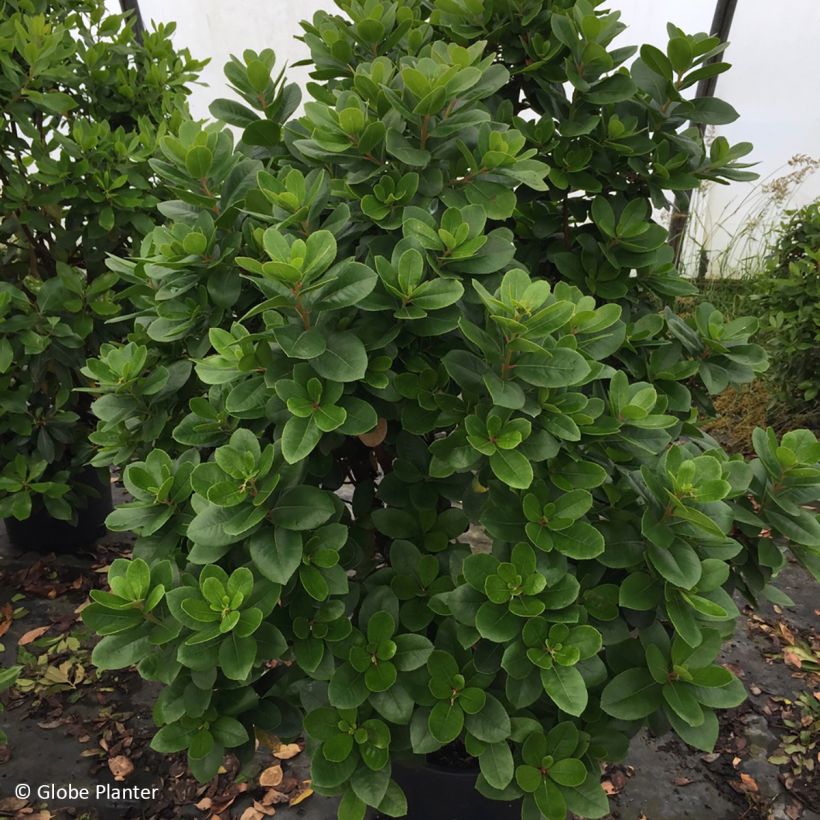 Arbutus unedo Peace and Love - Corbezzolo (Plant habit)