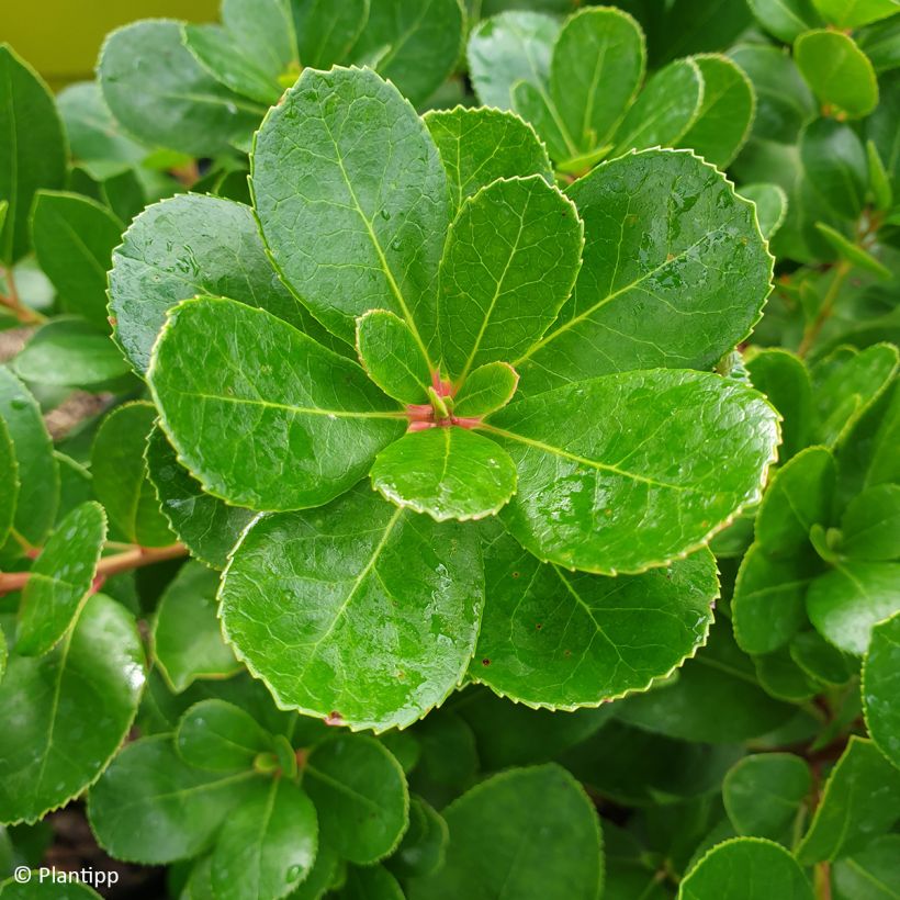 Arbutus unedo Peace and Love - Corbezzolo (Foliage)