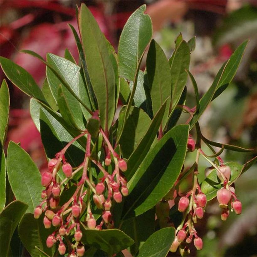 Arbutus unedo Roselily - Corbezzolo rosa (Foliage)