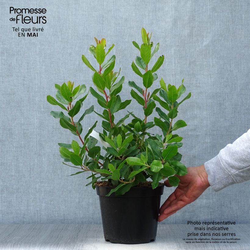Example of Arbutus unedo Roselily - Corbezzolo rosa Vaso da 3L/4L as you get in printemps