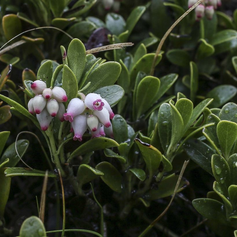 Arctostaphylos uva-ursi - Uva ursina (Fioritura)