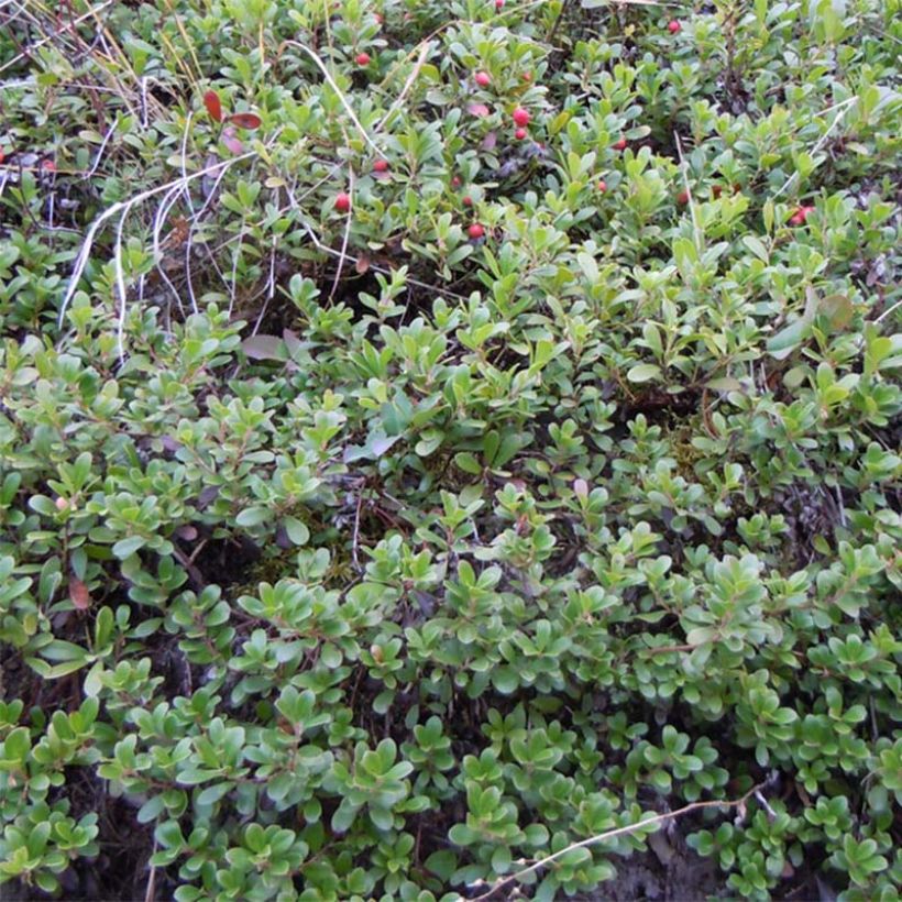 Arctostaphylos uva-ursi - Uva ursina (Porto)