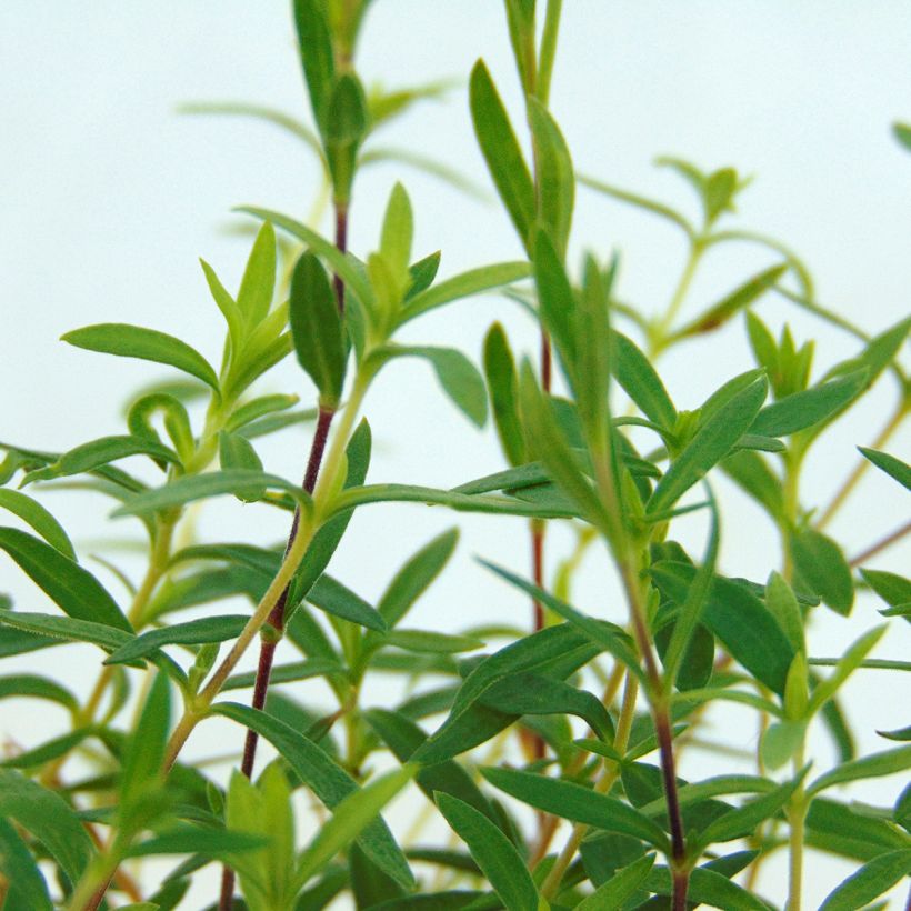 Arenaria montana (Foliage)