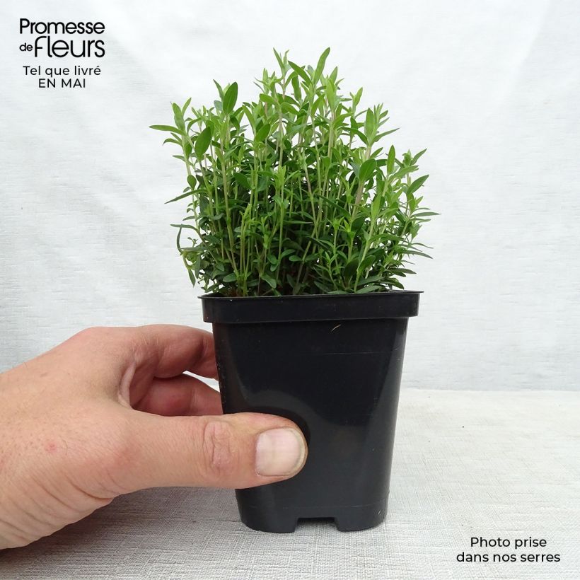 Example of Arenaria montana Vasetto da 8/9 cm as you get in printemps