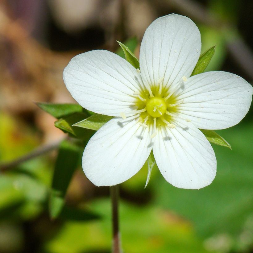 Arenaria montana (Flowering)