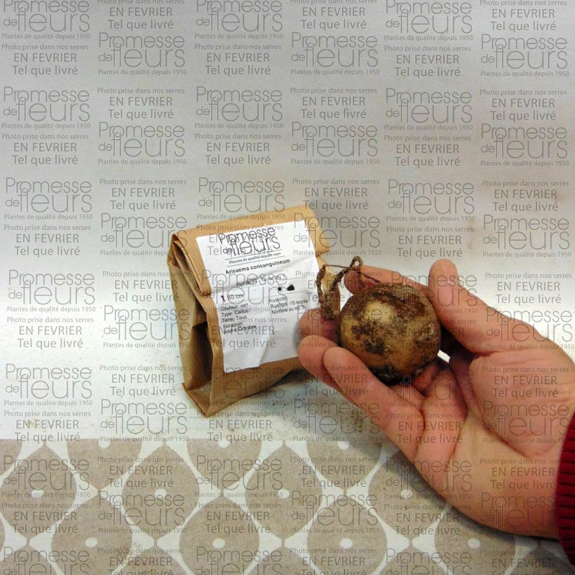 Esempio di esemplare Arisaema consanguineum Bulbo come consegnato