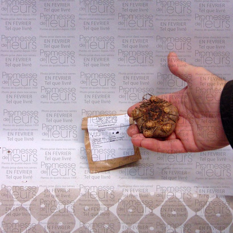 Esempio di esemplare Arisaema fargesii Bulbo come consegnato