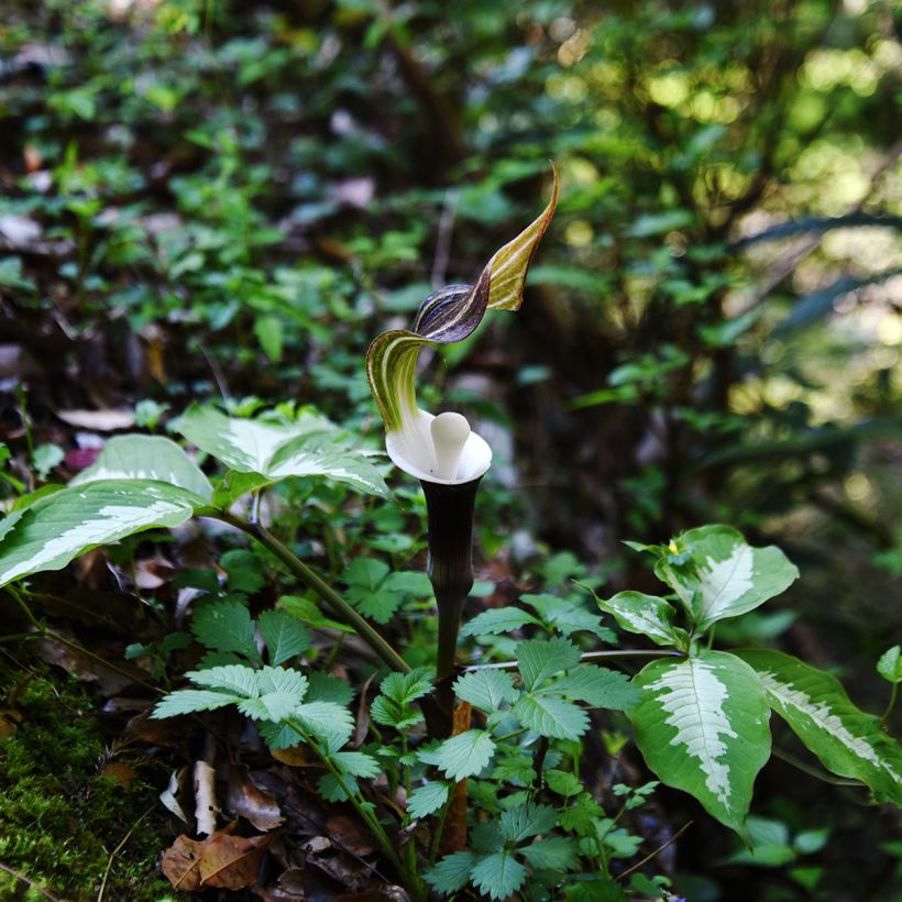 Arisaema sikokianum (Porto)