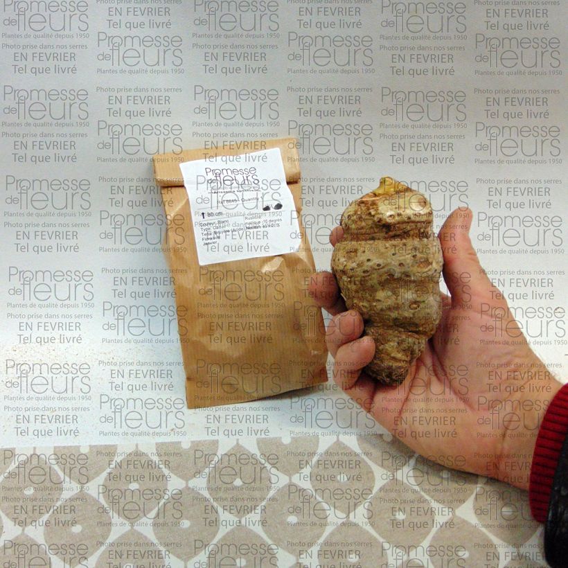 Esempio di esemplare Arisaema speciosum Bulbo come consegnato