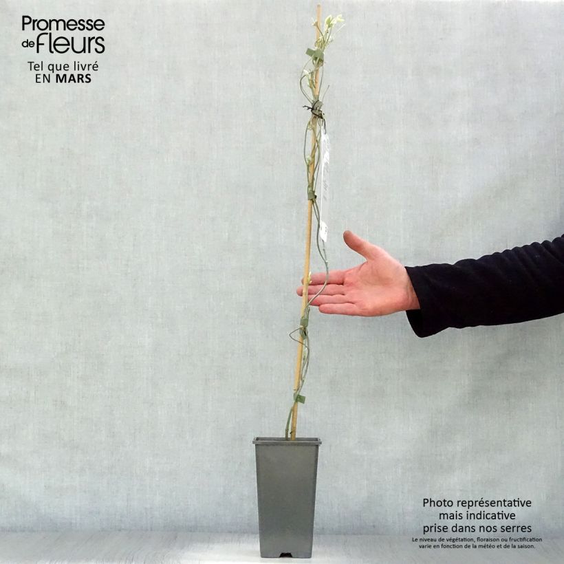 Aristolochia macrophylla Vaso da 1L/1,5L esemplare consegnato in primavera