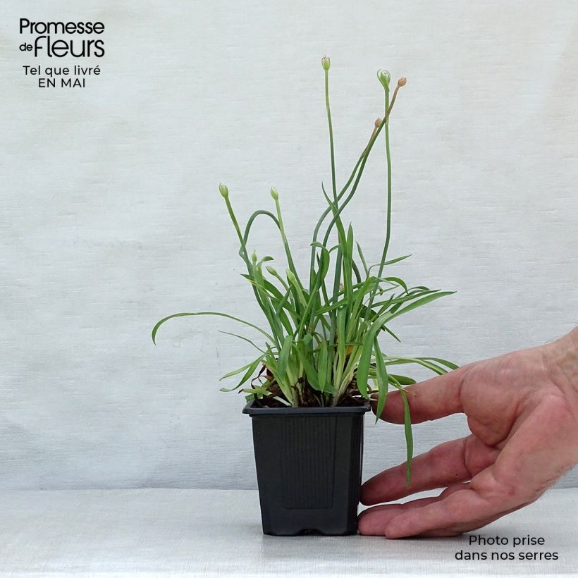 Example of Armeria pseudarmeria Ballerina Lilac Vasetto da 8/9 cm as you get in printemps