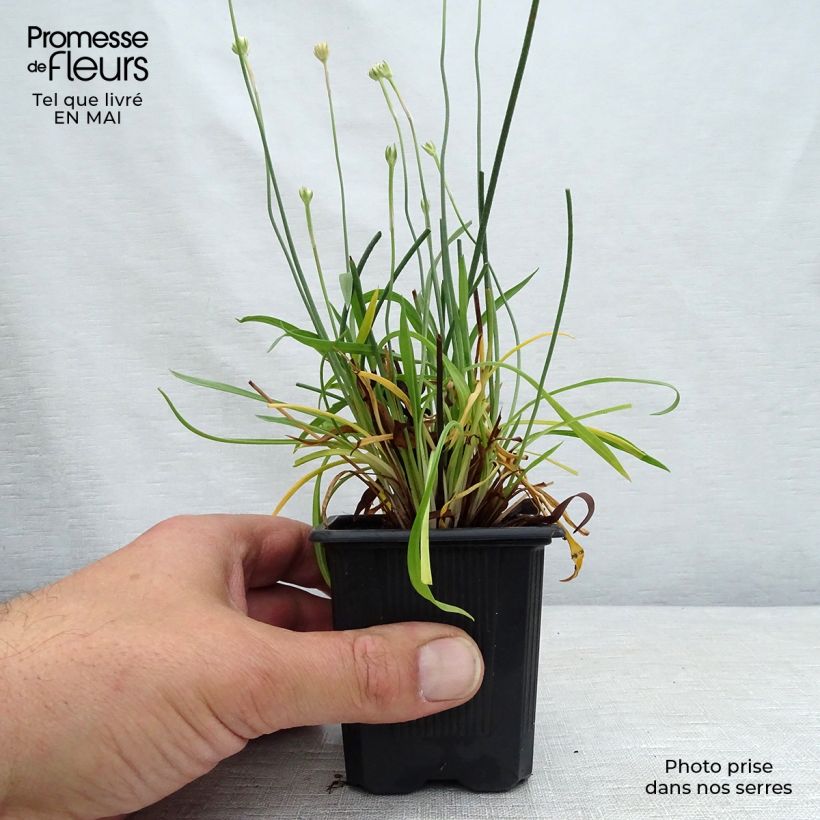 Example of Armeria pseudarmeria Ballerina Red Vasetto da 8/9 cm as you get in printemps