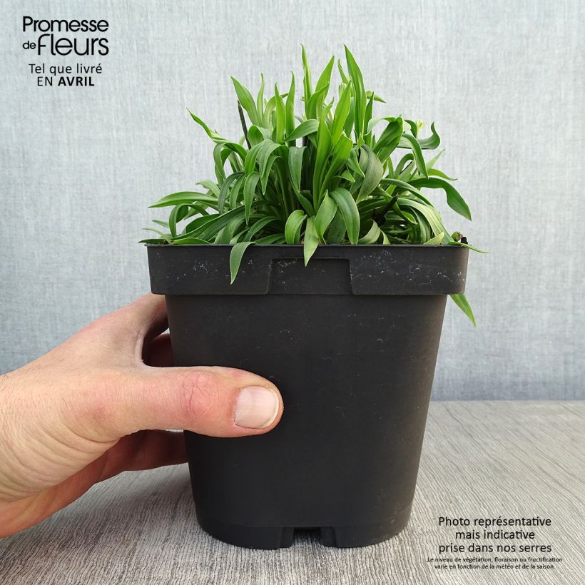 Example of Armeria pseudarmeria Ballerina Red Vaso da 2L/3L as you get in printemps