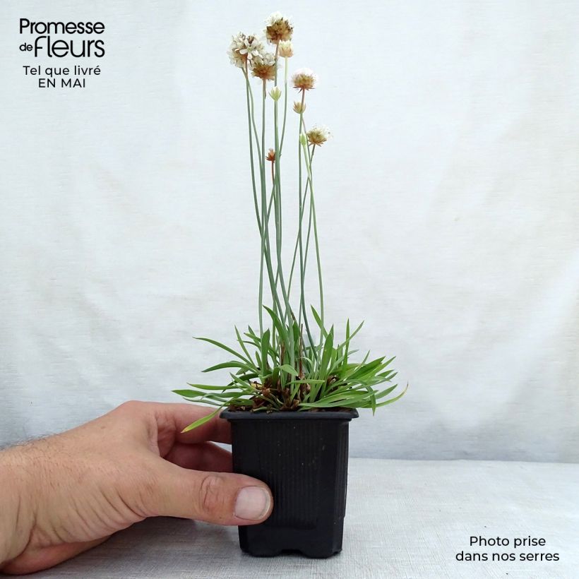 Example of Armeria pseudarmeria Ballerina White Vasetto da 8/9 cm as you get in printemps