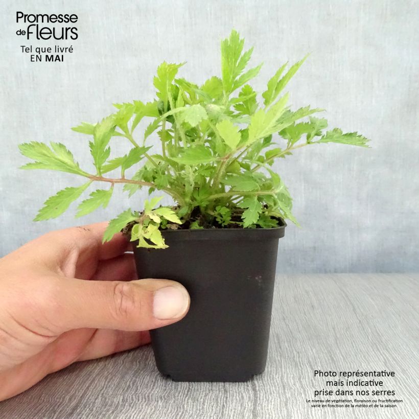 Example of Artemisia lactiflora Vasetto da 8/9 cm as you get in printemps