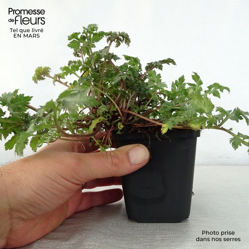 Artemisia lactiflora Guizhou Vasetto da 8/9 cm esemplare consegnato in primavera