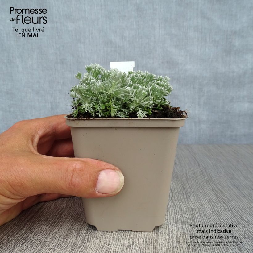 Example of Artemisia schmidtiana Nana Vasetto da 8/9 cm as you get in printemps
