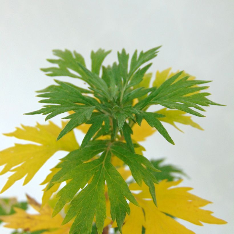 Artemisia comune (Foliage)
