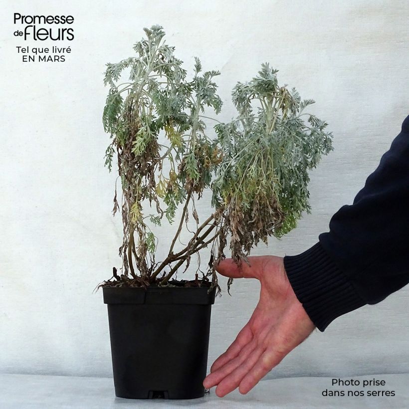 Artemisia arborescens Powis Castle - Assenzio arbustivo Vaso da 2L/3L esemplare consegnato in primavera
