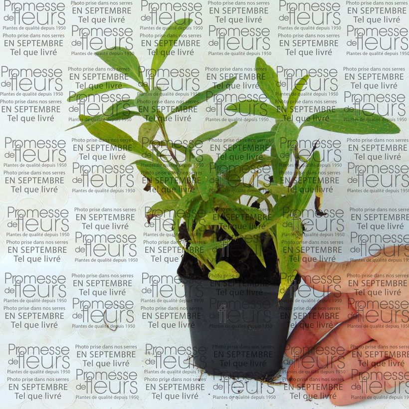 Esempio di esemplare Arnica chamissonis - Arnica americana Vasetto da 8/9 cm come consegnato