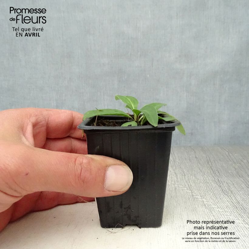 Example of Arnica montana Bio - Arnica Vasetto da 7/8 cm as you get in printemps