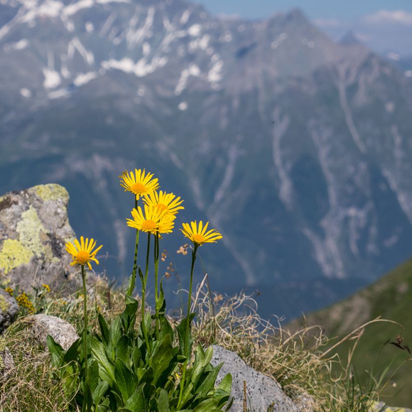 Arnica montana (semi) - Arnica (Porto)