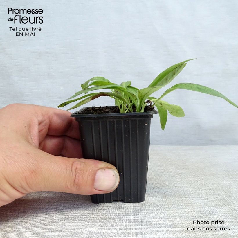 Arnica montana - Arnica Vasetto da 8/9 cm esemplare consegnato in primavera