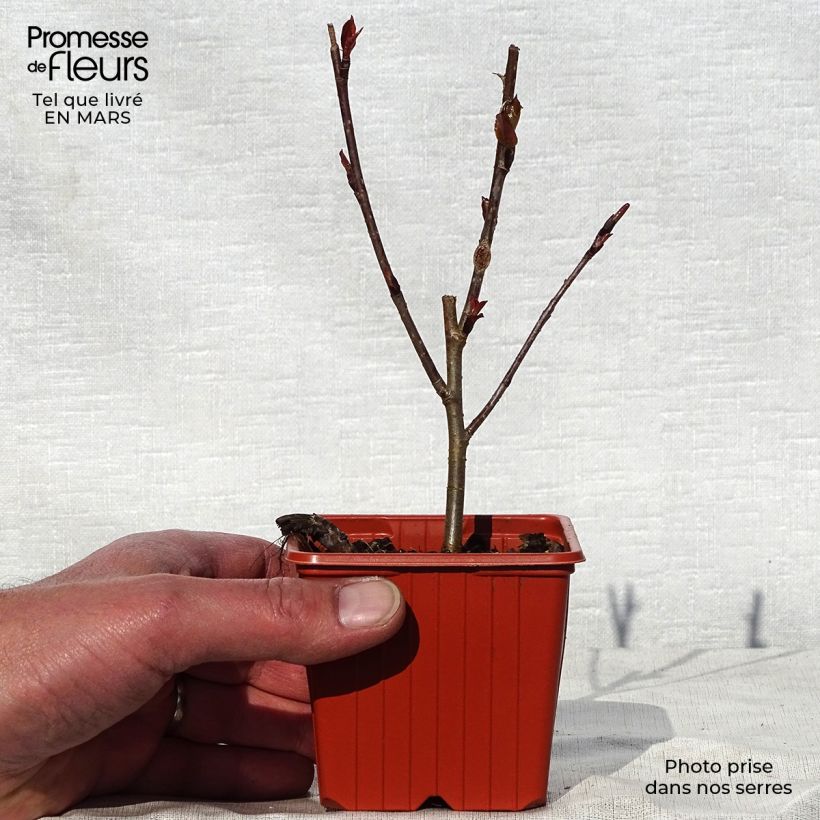 Aronia arbutifolia Brilliant - Aronia Vasetto da 8/9 cm esemplare consegnato in primavera