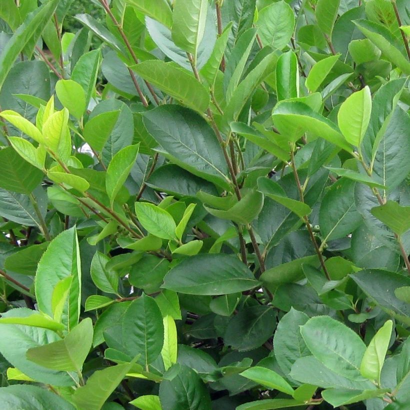 Aronia melanocarpa - Aronia (Foliage)