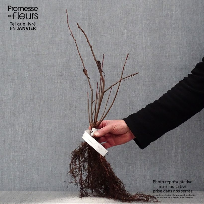 Example of Aronia melanocarpa - Aronia Piante piccole a radice nuda as you get in hiver