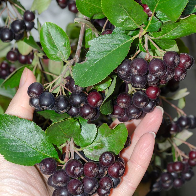 Aronia melanocarpa - Aronia (Harvest)