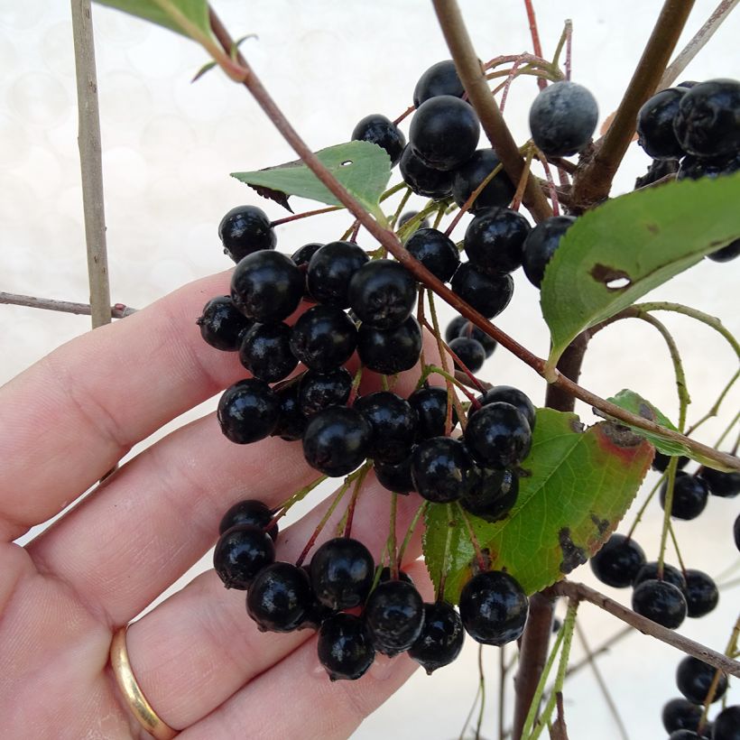 Aronia melanocarpa Autumn Magic - Aronia (Harvest)