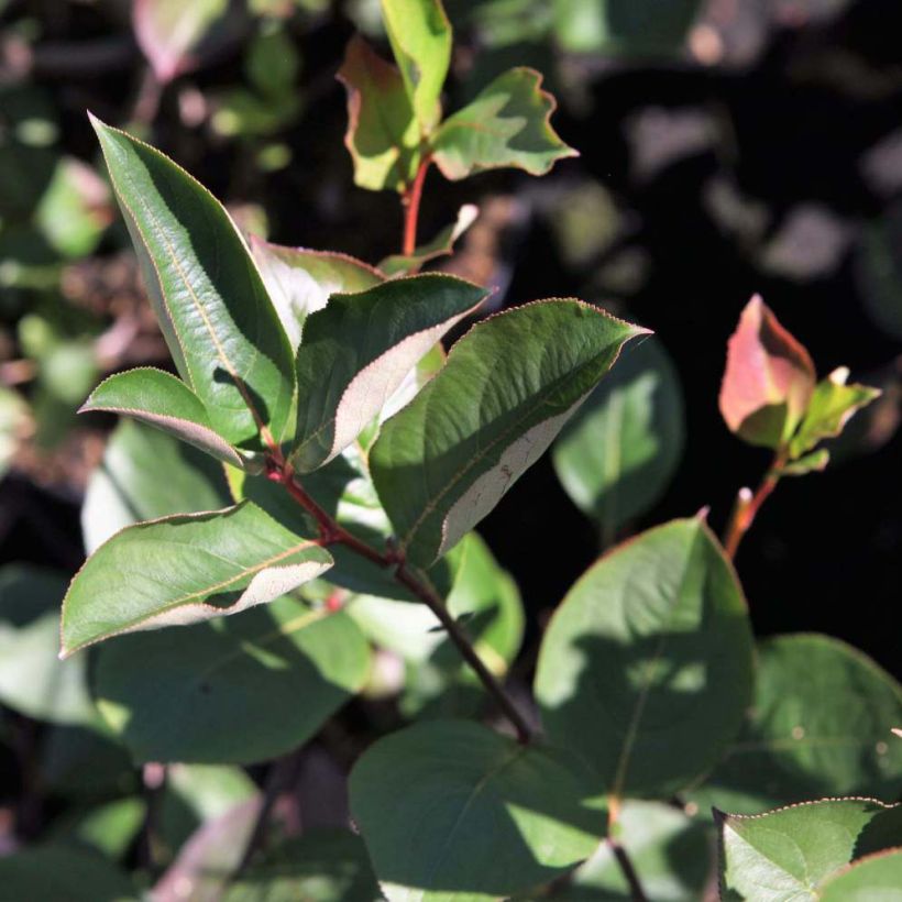 Aronia melanocarpa Autumn Magic - Aronia (Foliage)