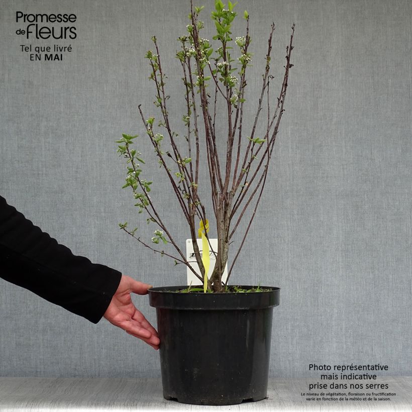 Aronia melanocarpa Professor Ed - Aronia nera Vaso da 7,5L/10L esemplare consegnato in primavera
