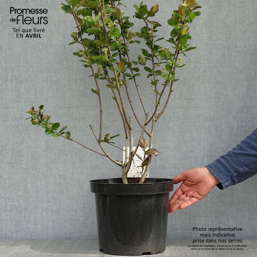 Example of Aronia prunifolia Aron Vaso da 7,5L/10L as you get in printemps