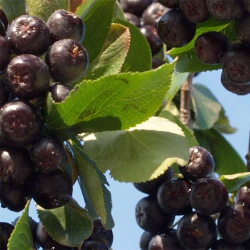 Aronia x prunifolia Nero - Aronia (Foliage)