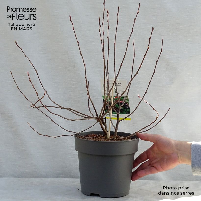 Example of Aronia x prunifolia Nero - Aronia Vaso da 1,5L/2L as you get in printemps