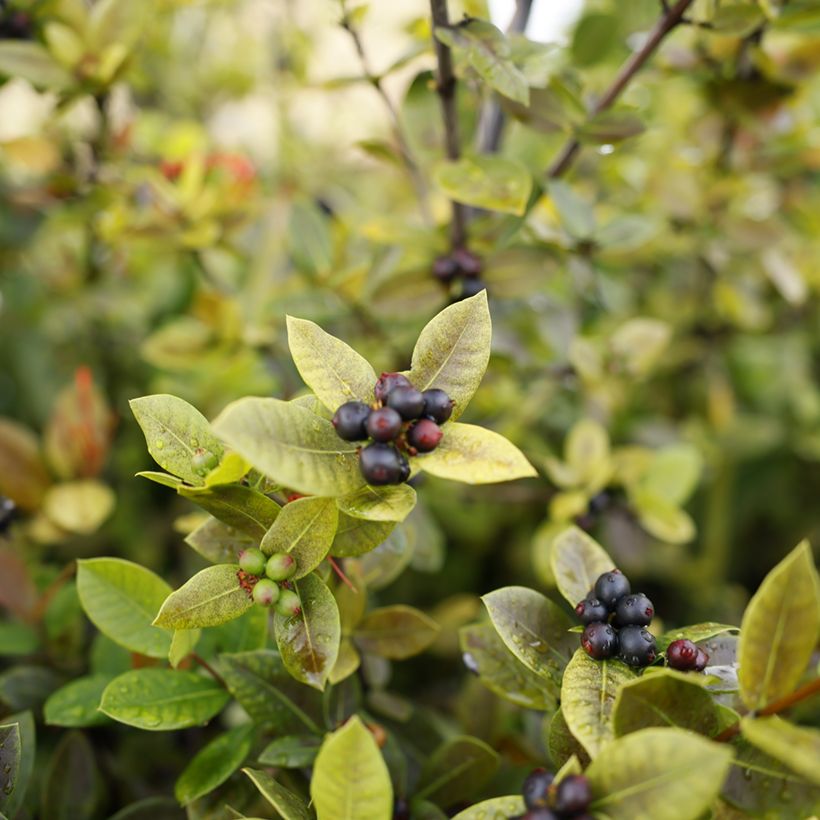 Aronia x prunifolia Viking - Aronia (Harvest)