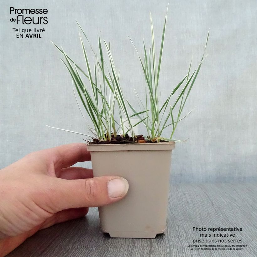 Example of Arrhenatherum bulbosum Variegatum - Avena altissima Vasetto da 8/9 cm as you get in printemps