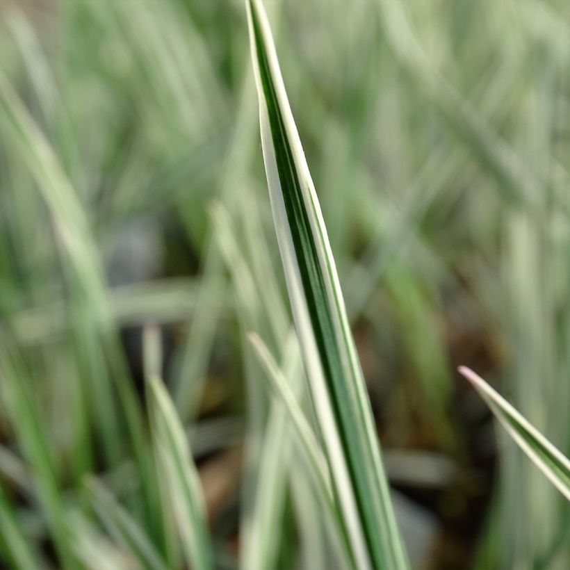 Arrhenatherum bulbosum Variegatum - Avena altissima (Foliage)