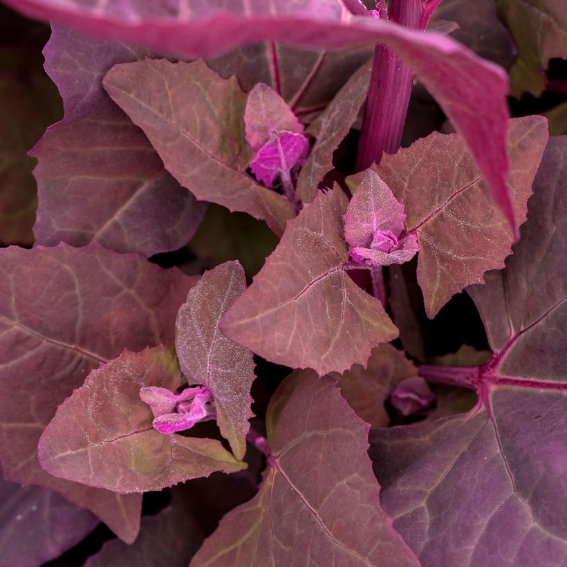 Atriplice degli orti (Fogliame)