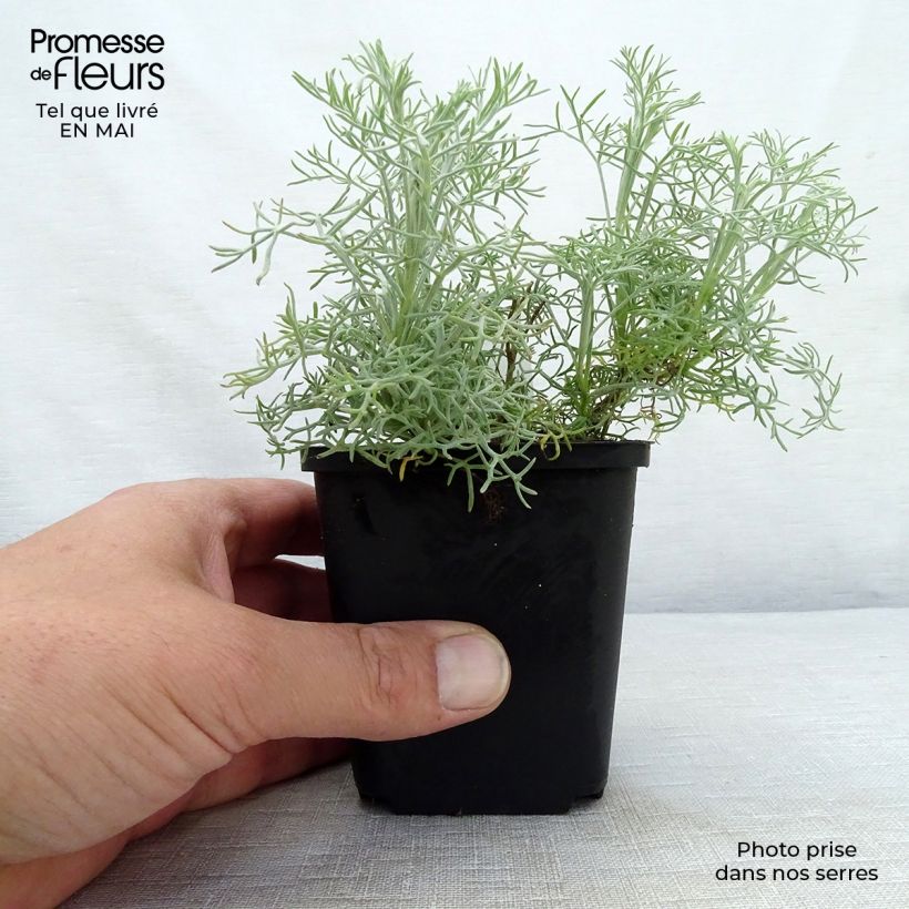 Example of Artemisia alba Canescens - Assenzio maschio Vasetto da 8/9 cm as you get in printemps