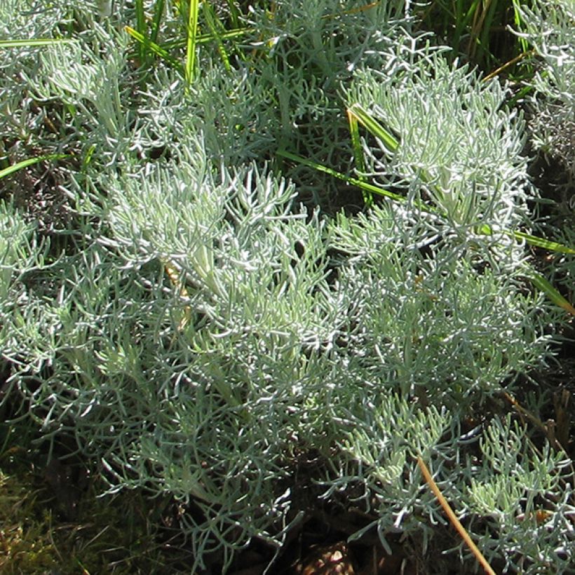 Artemisia alba Canescens - Assenzio maschio (Foliage)