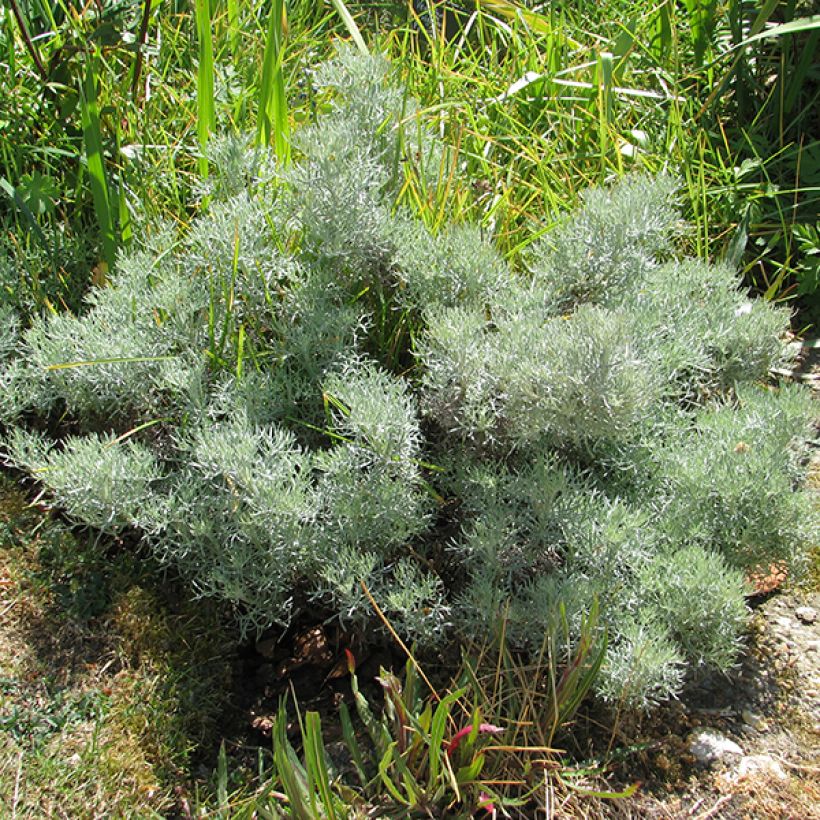 Artemisia alba Canescens - Assenzio maschio (Plant habit)