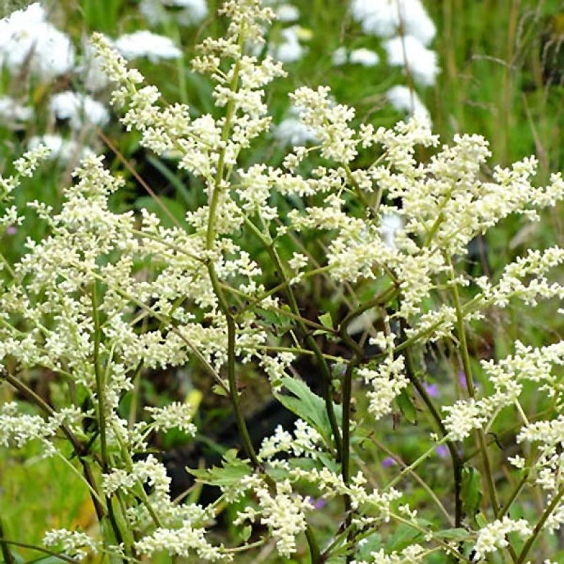 Artemisia lactiflora Jim Russel (Flowering)