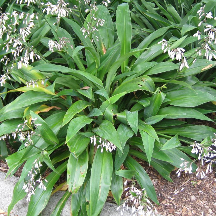 Arthropodium cirratum (Fogliame)
