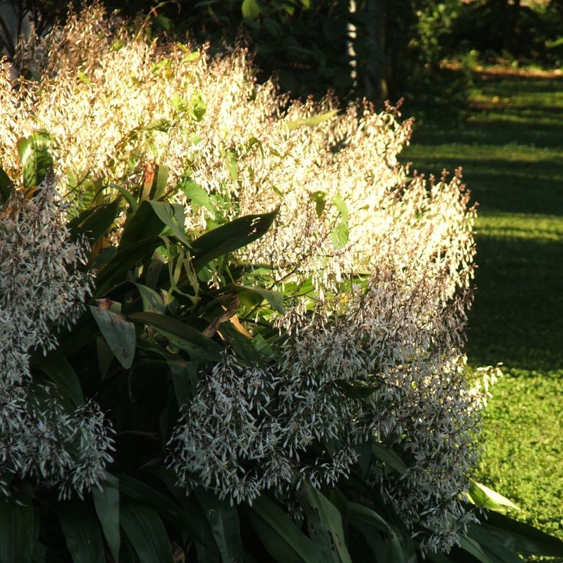 Arthropodium cirratum (Porto)