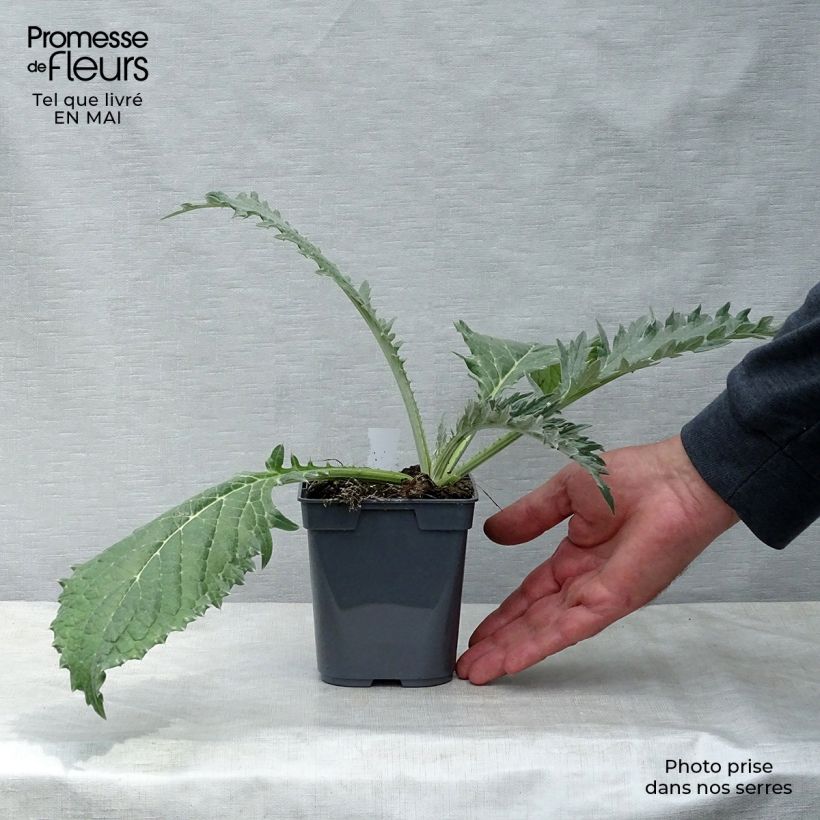 Carciofo Verde di Laon (piante) Vasetto da 7/8 cm esemplare consegnato in primavera