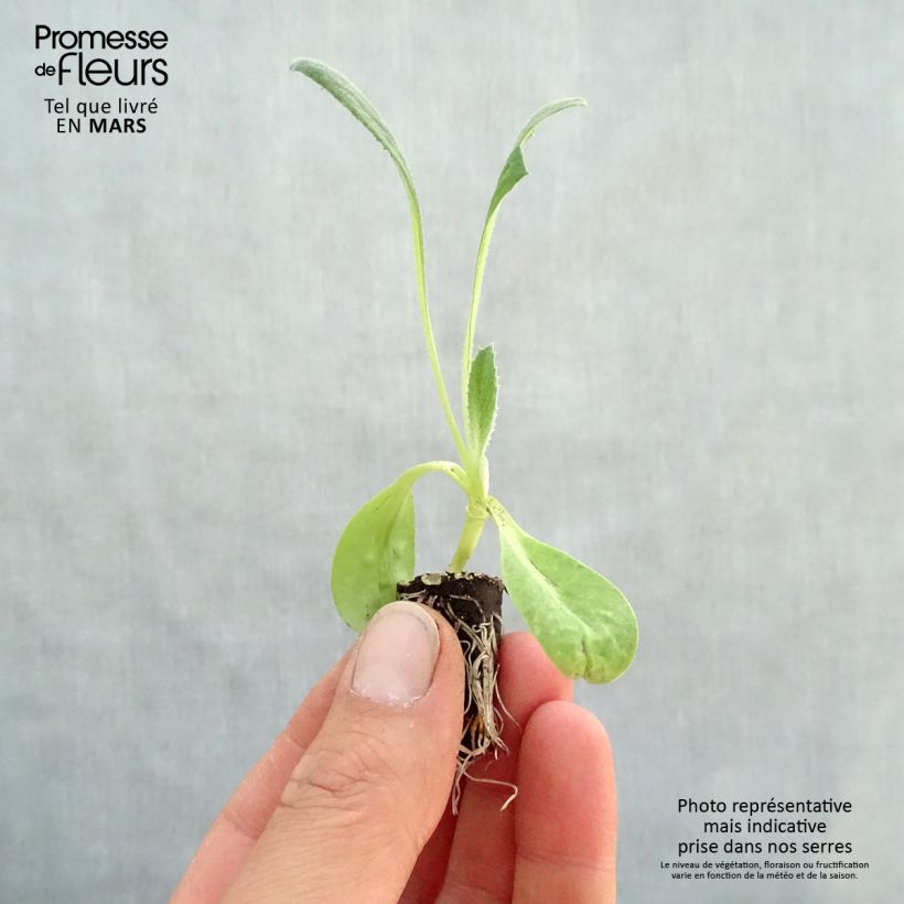 Carciofo Imperial Star Bio Mini zolla Ø 1,5/2,5 cm esemplare consegnato in primavera